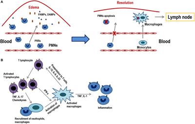 Influence of Inflammation in the Process of T Lymphocyte Differentiation: Proliferative, Metabolic, and Oxidative Changes